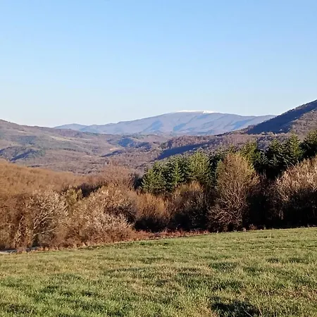 кършеви * Elena